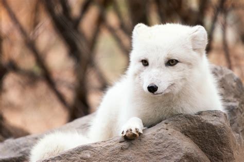 Arctic Fox Resting | Starting to lose its winter fur, but st… | Flickr