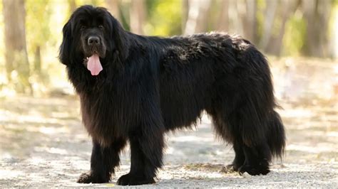 15 Big Fluffy Long Haired Black Dog Breeds (W/ Pictures)