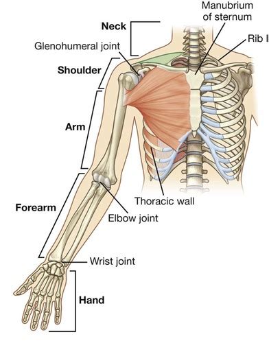 Unit 3, Bones and joints of shoulder and arm Flashcards | Quizlet