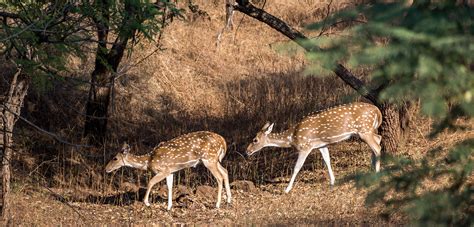 Barda Hills Wildlife Sanctuary