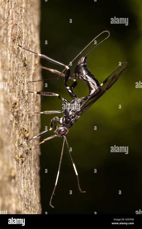 A female Ichneumonid Wasp (Xorides stigmapterus) oviposits in the larvae of wood boring beetles ...