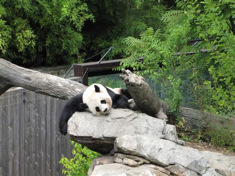 National Zoo 2010 - Giant Panda resting in Fujifilm Giant Panda Habitat - ZooChat