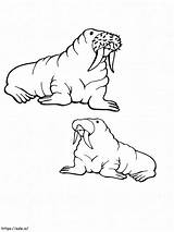 Two Old Walruses Arctic Animals coloring Page sketch template