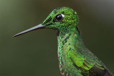 Hummingbirds of Costa Rica | 鳥