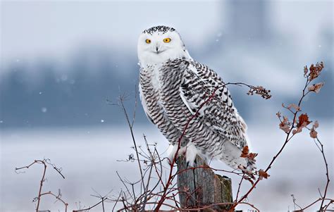 Download Owl Bird Animal Snowy Owl HD Wallpaper