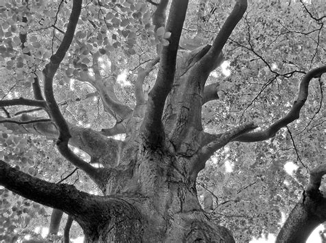 Tree Crown Aesthetic · Free photo on Pixabay