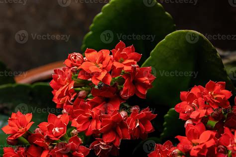 Flaming Katy Flower 3797029 Stock Photo at Vecteezy