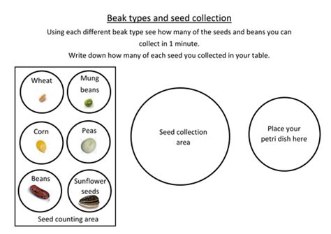 Adaptation - Beak Types and Seeds Activity | Teaching Resources