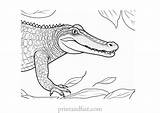 Free Alligator Coloring Page  Printable Sheet sketch template
