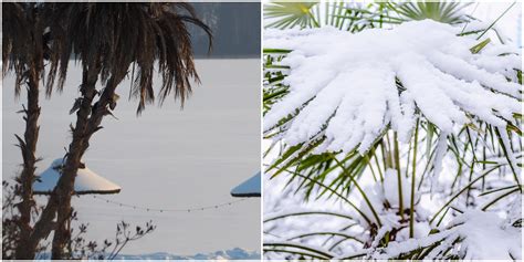 Does it snow in Florida? Where to see snow in Florida this season - UNCOVERING FLORIDA