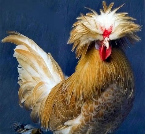 #polish Fancy Chickens, Urban Chickens, Chickens And Roosters, Chickens Backyard, Rabbits, Hen ...