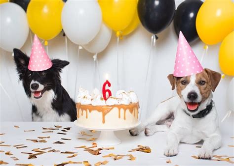 Dog Birthday Party Guide: Throwing the Best Dog Birthday Party Ever