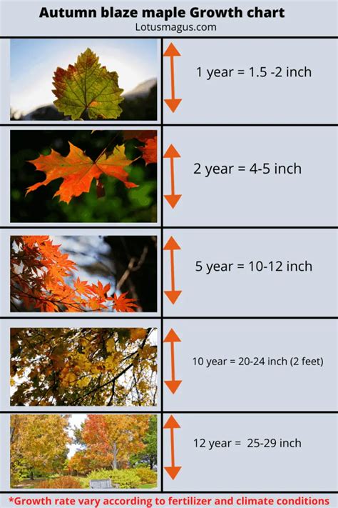 Autumn Blaze Maple Growth Chart - (How Tall, Fast It Grow?)