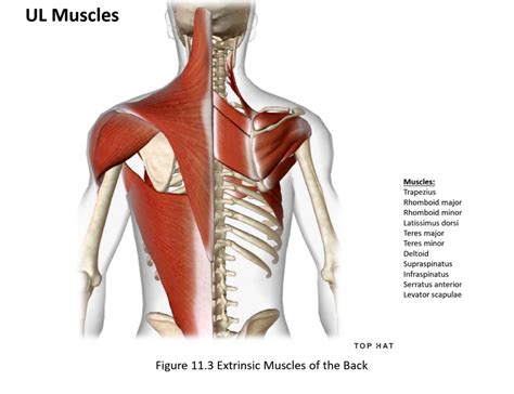 Superficial Back Muscle Diagrams Diagram Quizlet - vrogue.co