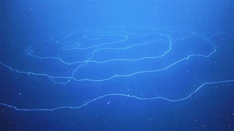 Siphonophore, believed to be world’s longest sea creature, found off Ningaloo Canyons in WA ...