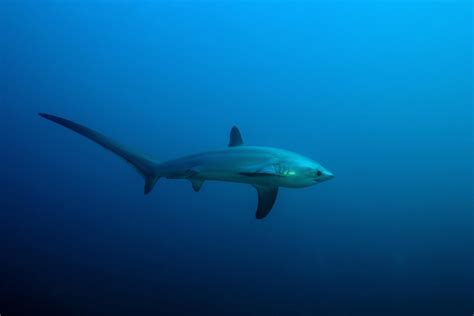 Fun Facts About Thresher Sharks