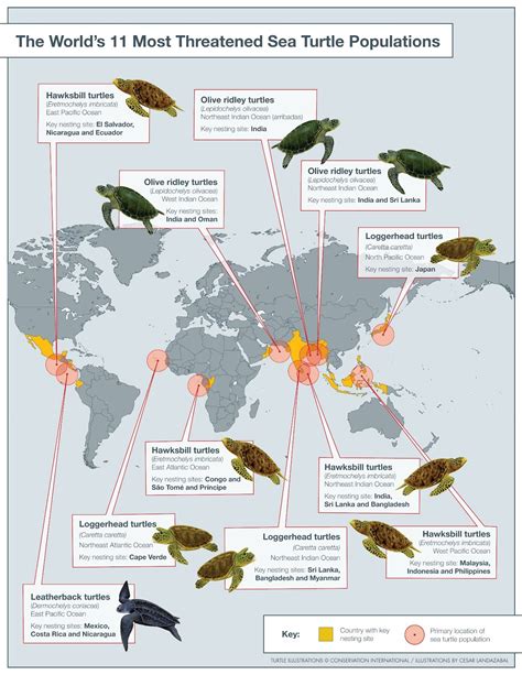 Turtle Conservation Society of Malaysia - eshlynnBeck