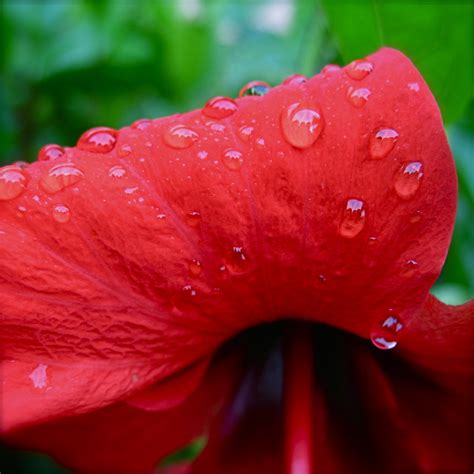 Wilting Hibiscus | After the rain Low light macro = this cam… | Flickr