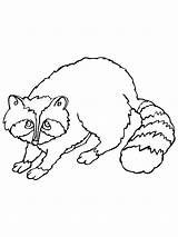 Raccoon Coloring Pages K5 Worksheets Sketch Page sketch template