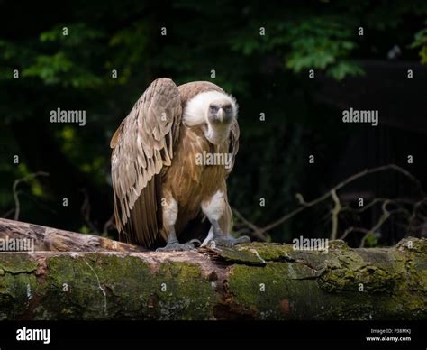 Vulture eye hi-res stock photography and images - Alamy