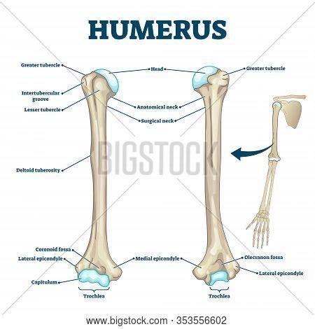 Humerus Bone Labeled Vector & Photo (Free Trial) | Bigstock