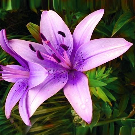 A Package 50 Pieces Rare Purple pink Lilium Brownii Seeds Balcony ...