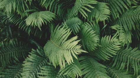 Ferns Wallpapers - Top Free Ferns Backgrounds - WallpaperAccess