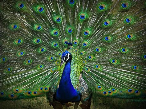 The Exotic Peacock | Pitara Kids Network