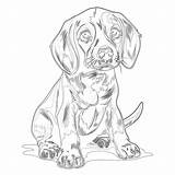 Beagle Coloring Page At Tarrobinblog Blog sketch template