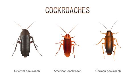 Types of Cockroaches that live in NYC | Pest Control NYC - Best Pest Exterminators