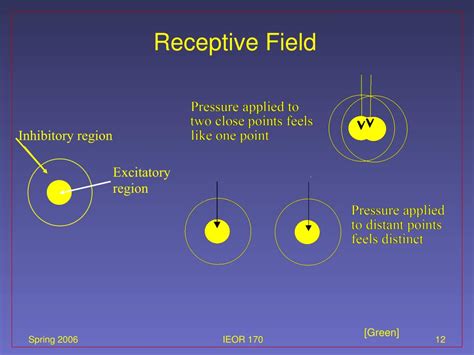 PPT - Receptive Field PowerPoint Presentation, free download - ID:3501174