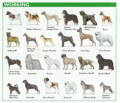 Working group Dog Breeds Chart, Dog Chart, Akc Dog Breeds, German Dog Breeds, Dog Breeds List ...
