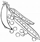Free Peas Coloring Page Printable Vegetable Coloring  sketch template