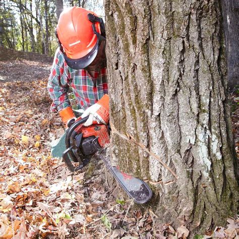 16 Things You Should NOT Do When Cutting Down a Tree | The Family Handyman