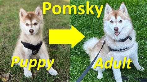 What do adult Pomskies look like? (Our Pomsky puppy just turned 1-year ...