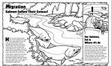 Salmon Coloring Pages  ColoringBay sketch template