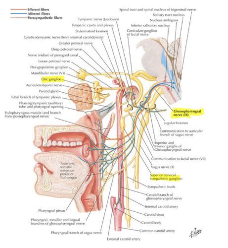 GIT anatomy 2-anatomy of ingestion 2 Flashcards | Quizlet