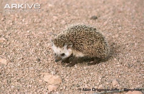 Desert hedgehog | Hedgehog, Deserts, Fun deserts