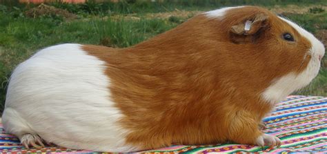 cobaya - Animales del Perú