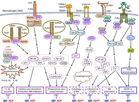 Ibrutinib Structure