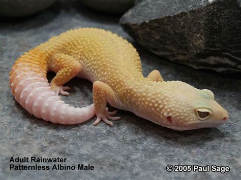 Guide to Leopard Gecko Morphs and Genetics - Paul Sage Reptiles ...