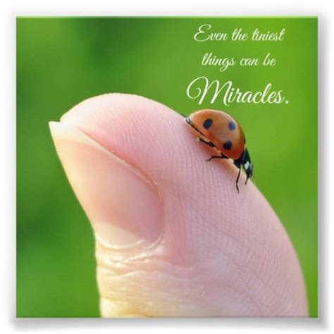 Ladybug Tiny Miracles Quote Square Photo Print | Zazzle