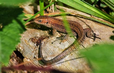 Welcome to the Green Heart Dens blog page.......: Common lizard taking advantage of the autumn sun