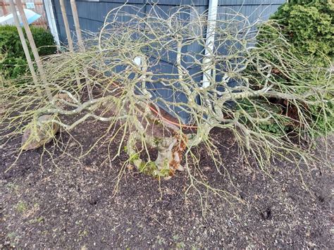 Pruning Your Laceleaf Japanese Maple — Sunnyside Nursery