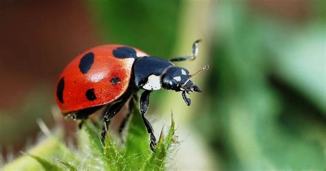 Design Wonders in a Ladybird Beetle | Evolution News