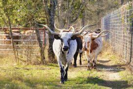 Texas longhorn cattle horns, simple tip to avoid a common mistake