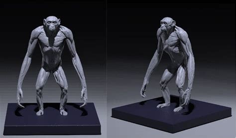 Jun's Anatomy: Human & Great Apes anatomy models by Jun Huang ...