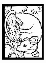 Opossum Coloring Page sketch template