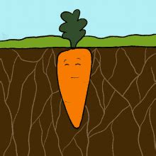 Carrot GIFs | Tenor