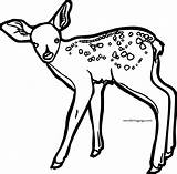 Fawn Spotted Deer Coloring Page  Wecoloringpagecom sketch template